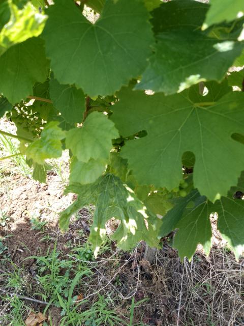 Grapevine fanleaf virus-GFLV, virus infektivne degeneracije vinove loze