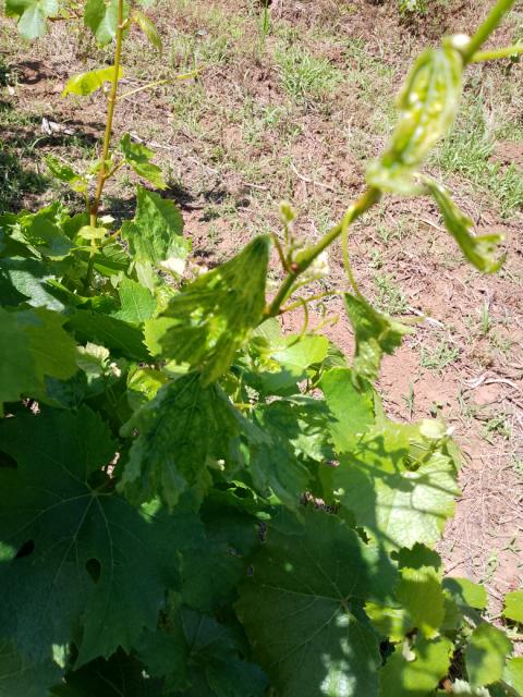 virus infektivne degeneracije vinove loze (Grapevine fanleaf virus-GFLV).