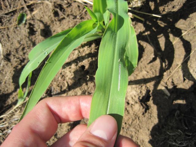 oštećenja od žitne pijavice na listu kukuruza