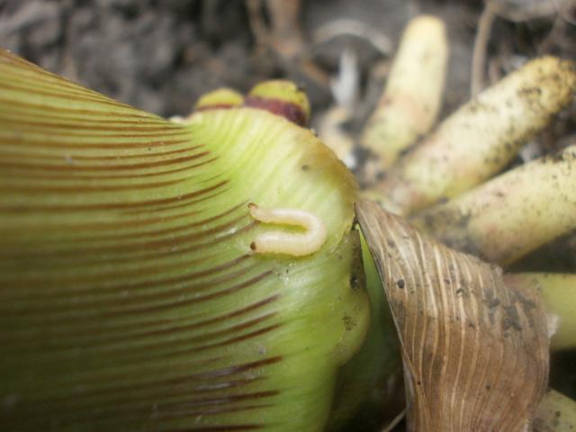 Diabrotica virgifera var virgifera 