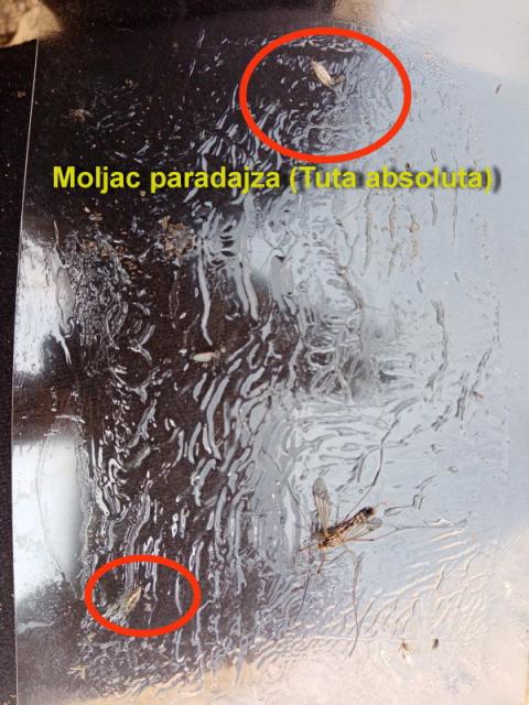 Moljac paradajza Tuta absoluta