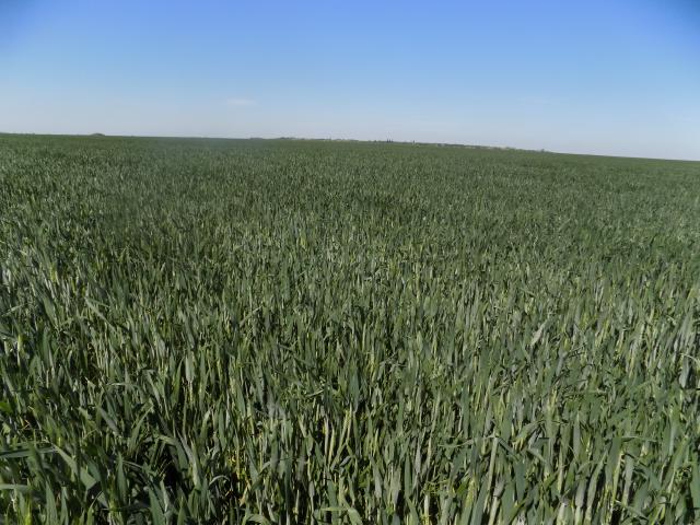 Triticum vulgare