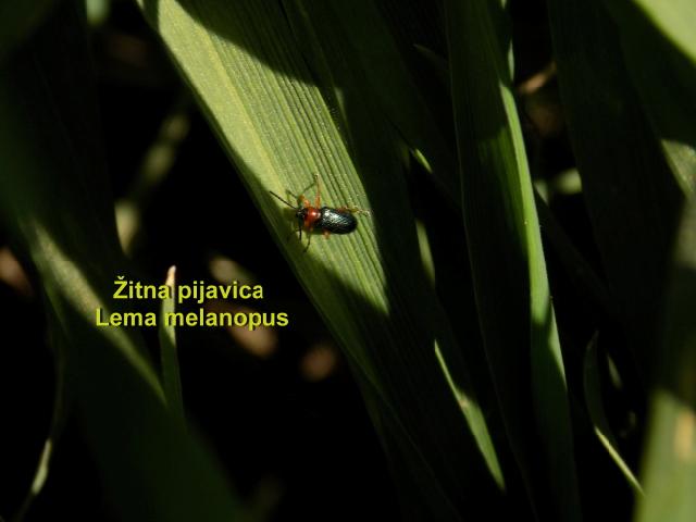 Žitna pijavica lema melanopus