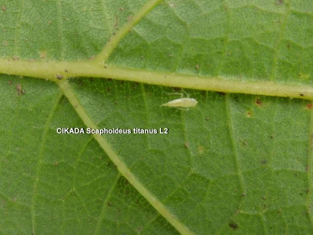 American grapevine leafhopper
Scaphoideus titanus