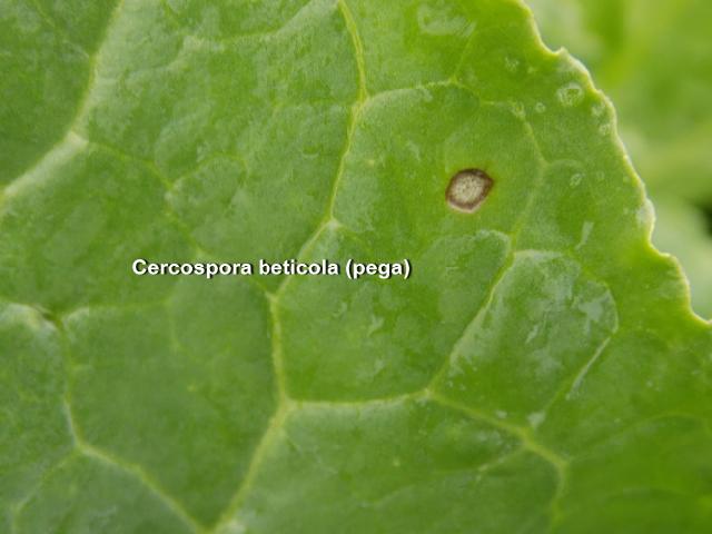 Cercospora beticola