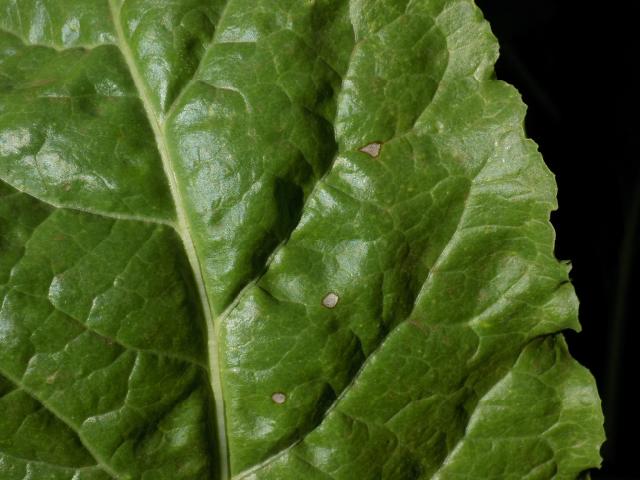 Cercospora beticola pege