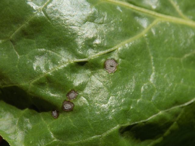 Cercospora beticola