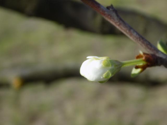 Cvet sljive, Prunus domestica