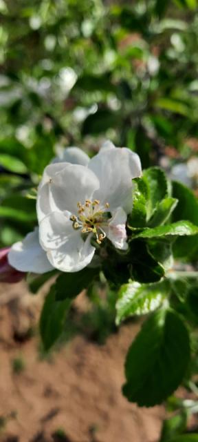 Otvoren cvet jabuke-zlatni delišes, puno cvetanje