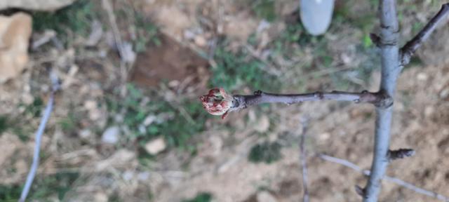 Fenofaza jabuke, zeleli listići 5-10 mm, mišje uši