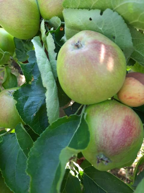 Vizuelni pregled jabuka, Velji Breg, BBCH 75-77