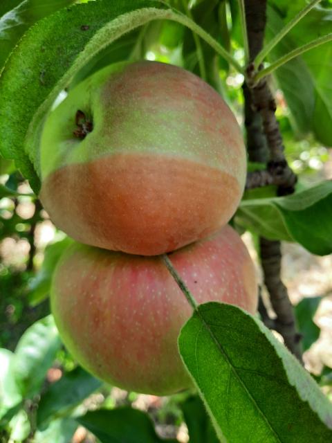 Vizuelni pregled jabuka, Velji Breg, monilia fructigena