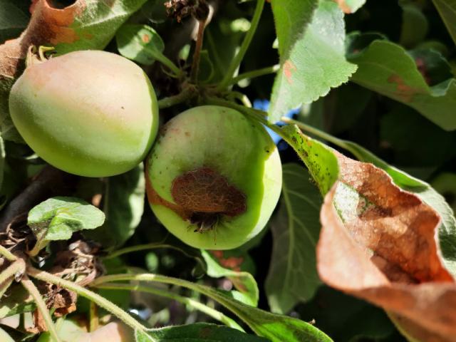 Vizuelni pregled jabuka, Velji Breg, simptom ventura inaequlis na plodu