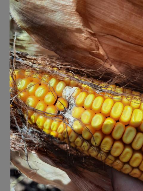 Vizuelni pregled klipova kukuruza, Grabovac, simptomi Fusarium spp.