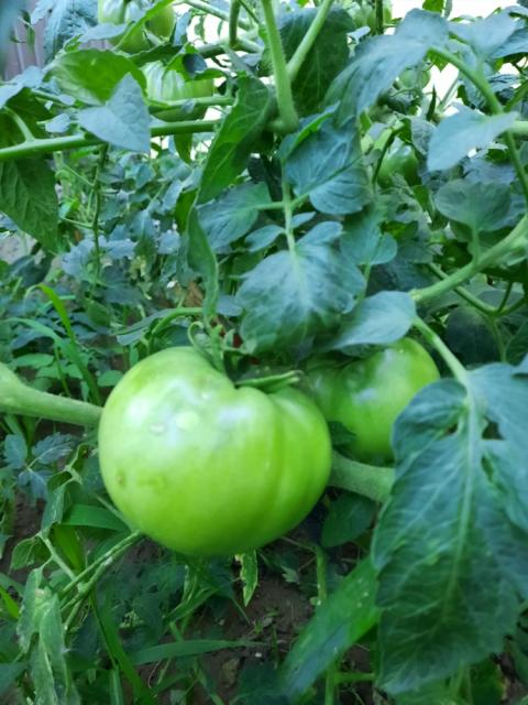 Vizuelni pregled paradajza Jarinje, BBCH 77-81