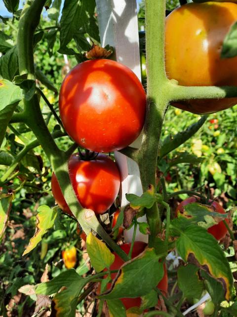 Vizuelni pregled paradajza Jarinje