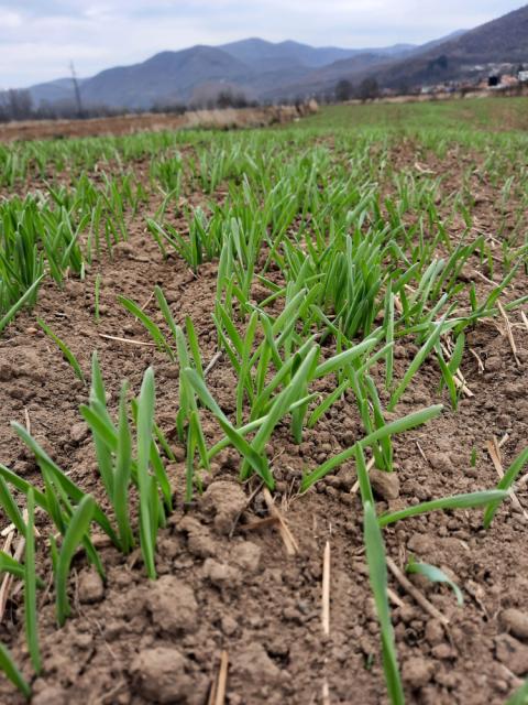 Vizuelni pregled pšenice Grabovac