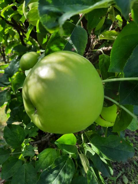 Vizuelni pregled jabuke, Velji Breg, veličina ploda do 90% krajnje veličine