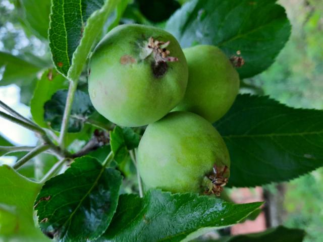 Vizuelni pregled jabuka Velji Breg, plod do 20 mm