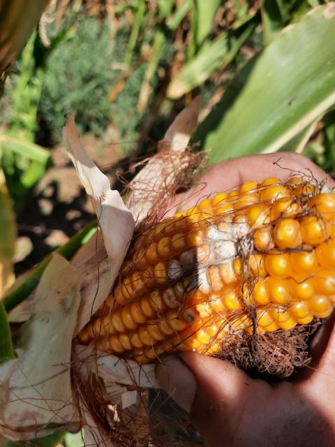 Vizuelni pregled kukuruza, simptom napada gljiva iz roda Fusarium
