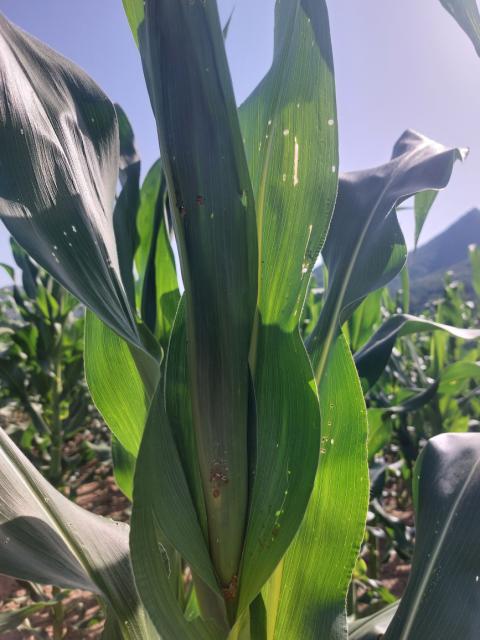 Vizuelni pregled kukuruza, Grabovac,oštćenja na listu od larvi ostrinia nubilalis