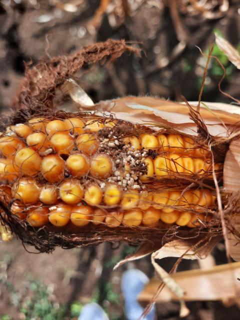 Vizuelni pregled kukuruza, simptom oštećenja od insekata