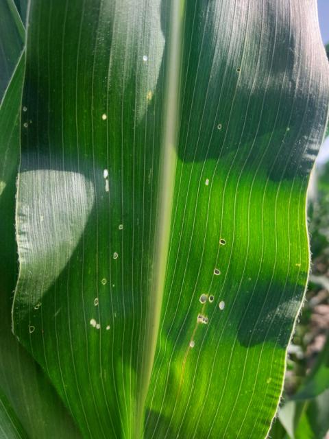 Vizuelni pregled kukuruza, Grabovac, oštećenja uzrokovana ishranom larvi ostrinia nubilalis