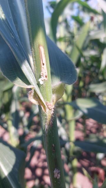 Vizuelni pregled kukuruza, Grabovac, ostećenja od larvi prve generacije