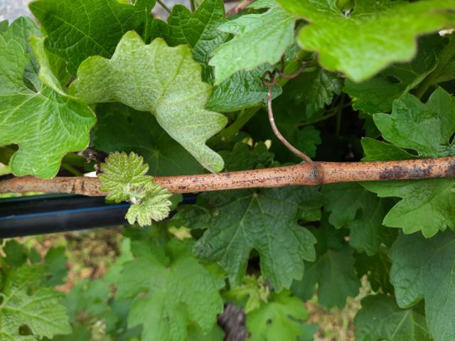 Vizuelni pregled vinove loze, Kosovska Mitrovica, simptomi crne pegavosti vinove loze (Phomopsis viticola)
