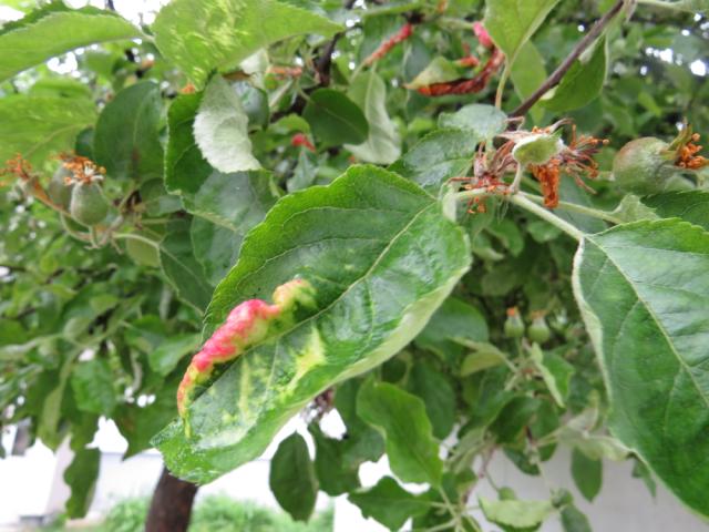 Oštećenje na listu jabuke od lisne vaši crvenih gala jabuke (Dysaphis devecta)