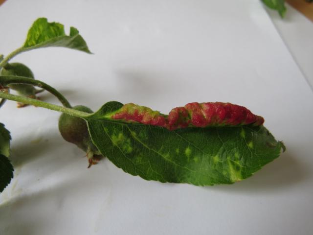 Simptom prisustva jabukine vaši crvenih gala (Dysaphis devecta) na listu jabuke