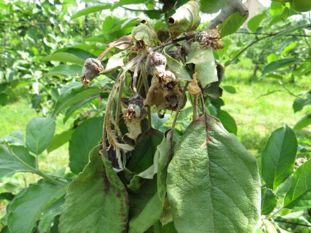 simptom infekcije bakterioznom plamenjačom jabučastog voća na jabuci sorte Idared (Erwinia amylovora), lokalitet Kovanluk
