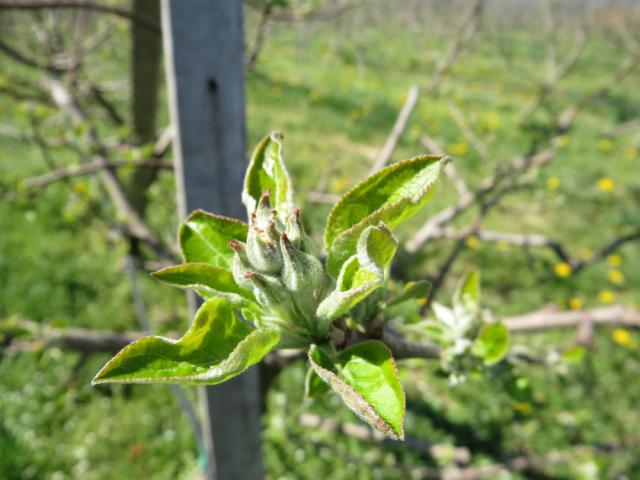 fenofaza razvoja 56 BBCH skale jabuke sorte Rajnders, lokalitet Roćevići