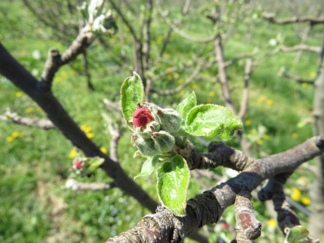 fenofaza razvoja 57 BBCH skale jabuke sorte Red čif, lokalitet Roćevići