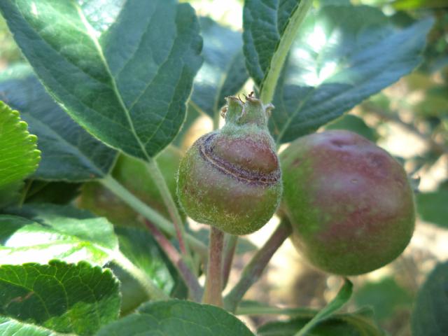 Oštećenje od ishrane larve jabukine ose (Hoplocampa testudinea), lokalitet Dedevci, RC Kraljevo