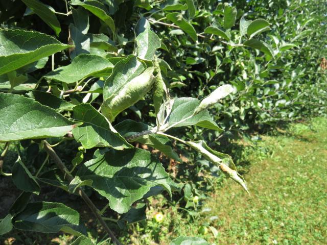 Pepelnica jabuke (Podosphaera leucotricha) na Ajdaredu