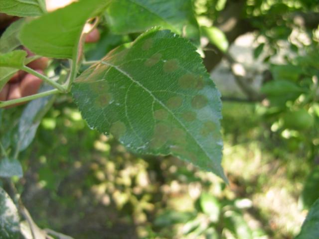 simptom infekcije prouzrokovačem čađave pegavosti lišća i krastavost plodova jabuke (Venturia inaequalis) na listu jabuke, lokalitet Roćevići, RC Kraljevo