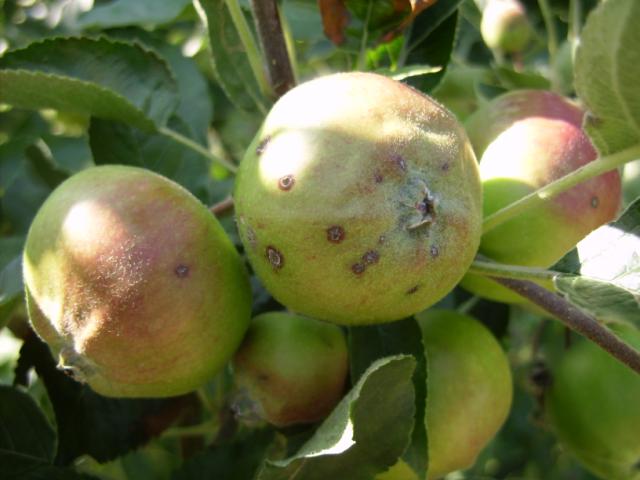 simptom infekcije prouzrokovačem čađave pegavosti lišća i krastavost plodova jabuke (Venturia inaequalis) na plodu jabuke, lokalitet Roćevići, RC Kraljevo