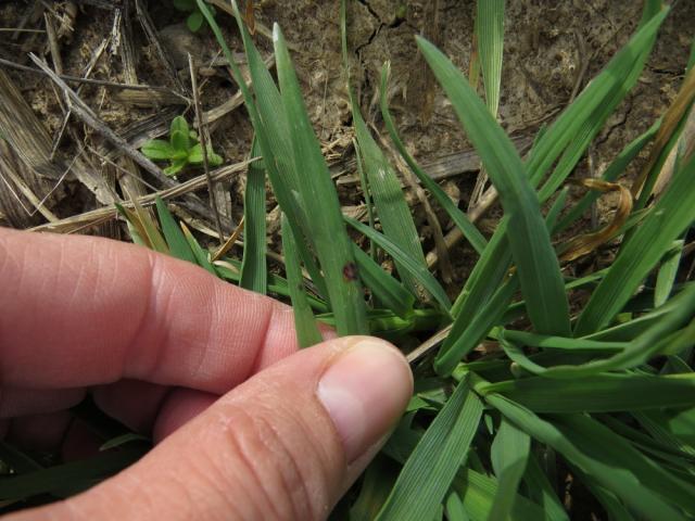 sočivasta pegavost ječma (Rhynchosporium secalis), lokalitet Samaila