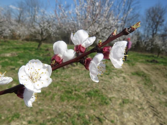 Fenofaza razvoja kajsije - 65 BBCH skale: (Puno cvetanje: najmanje 50% cvetova otvoreno, prve latice opadaju), lokalitet Bukovica