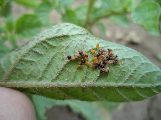Piljenje larvi krompirove zlatice (Leptinotarsa decemlineata), lokalitet Bapsko Polje, RC Kraljevo