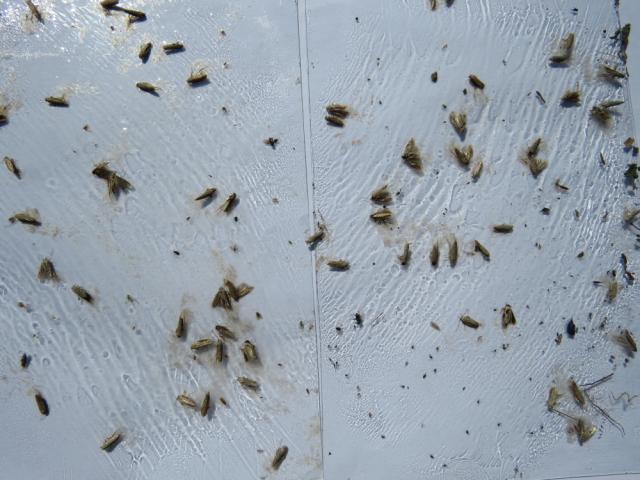 Ulovi krompirovog moljaca (Phthorimaea operculella) na feromonskim klopkama