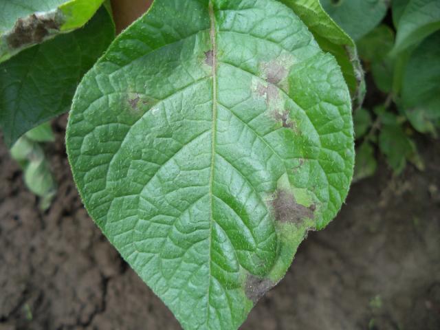 Simptom plamenjače krompira (Phytophtora infestans) na licu lista, lokalitet Bapsko Polje, RC Kraljevo