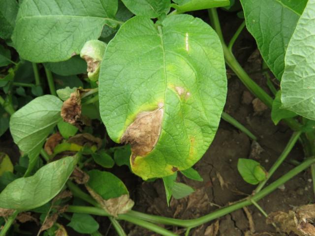 Plamenjača krompira (Phytophthora infestans) na listu krompira