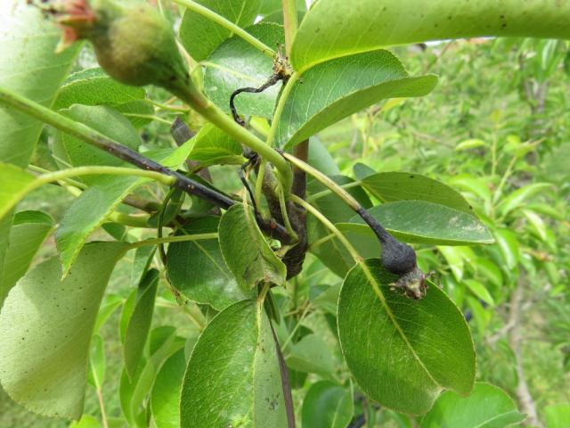 Simptom infekcije bakterioznom plamenjačom jabučastog voća (Erwinia amylovora), lokalitet Kovanluk