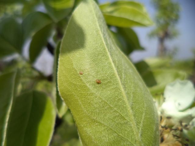 Larva kruškine buve (Psylla pyri), lokalitet Bukovica, RC Kraljevo