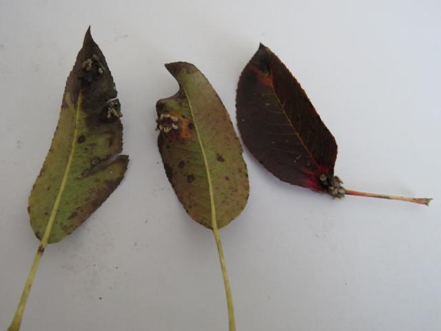 Rđa kruške (Gymnosporangium sabinae) na listu kruške