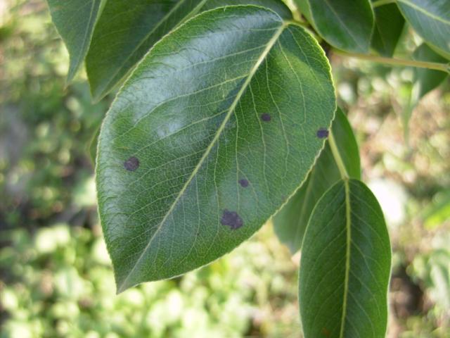 simptom infekcije prouzrokovačem čađave pegavosti lišća i krastavost plodova kruške (Venturia pirina) na listu kruške, lokalitet Roćevići, RC Kraljevo
