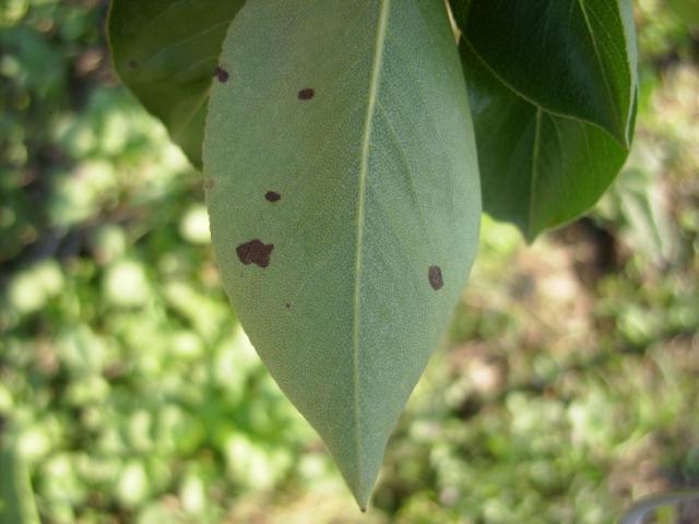 simptom infekcije prouzrokovačem čađave pegavosti lišća i krastavost plodova kruške (Venturia pirina) na listu kruške, lokalitet Roćevići, RC Kraljevo
