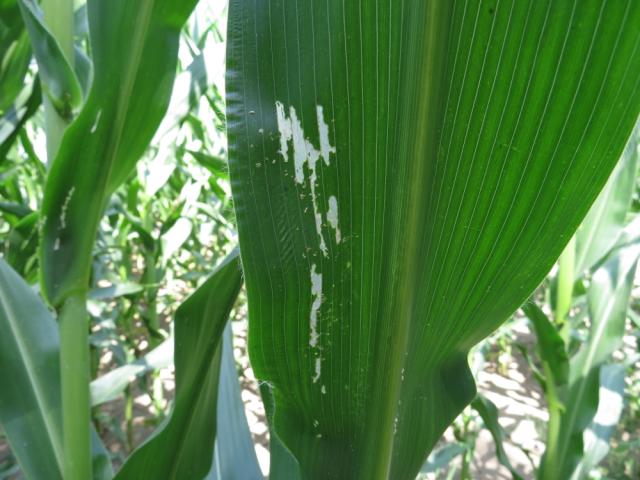 Oštećenja od ishrane imaga kukuruzne zlatice (Diabrotica virgifera) na listu kukuruza
